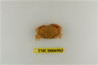 藏品(肉球皺蟹 )的圖片